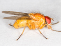 Thricops diaphanus
